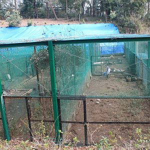 Aviaries - Saitama Childrens Zoo