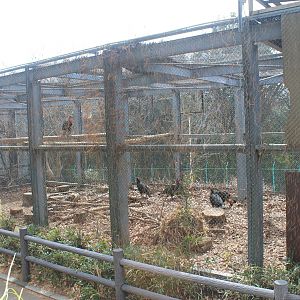 Southern Ground Hornbill aviary - Saitama Childrens Zoo