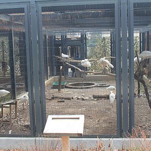 Black-faced Spoonbill aviary - Saitama Childrens Zoo