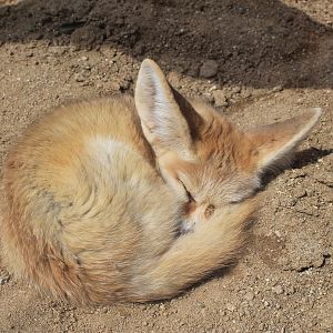 Fennec Fox - Saitama Childrens Zoo