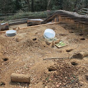 Black-tailed Prairie Dogs - Saitama Childrens Zoo