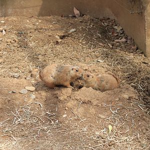 Black-tailed Prairie Dogs - Saitama Childrens Zoo