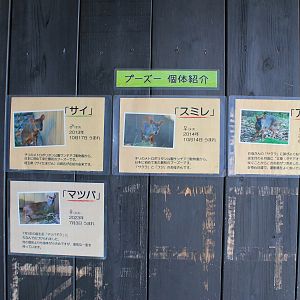 Individual signage for Pudu (Pudu puda) - Saitama Childrens Zoo