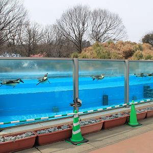 Humboldt Penguins - Saitama Childrens Zoo