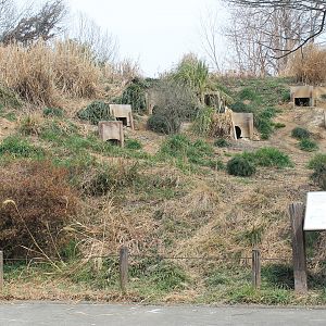 Humboldt Penguins - Saitama Childrens Zoo