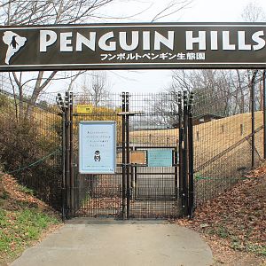 Humboldt Penguins - Saitama Childrens Zoo