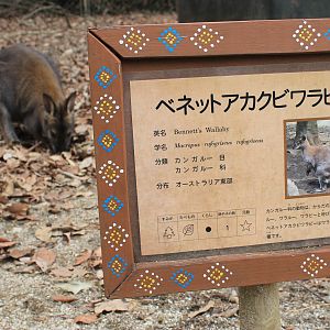 Bennett's Wallaby enclosure - Saitama Childrens Zoo