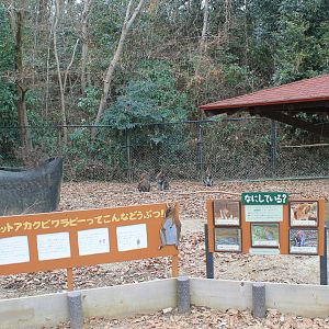 Bennett's Wallaby enclosure - Saitama Childrens Zoo