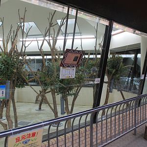 Koalas - Saitama Childrens Zoo