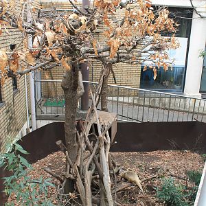Tamandua enclosure - Saitama Childrens Zoo