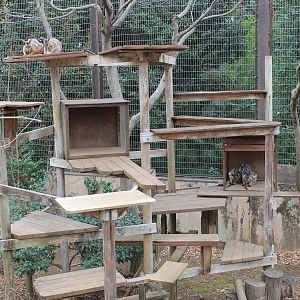 Yellow-footed Rock Wallabies - Saitama Childrens Zoo