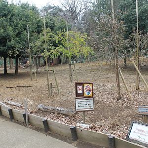 Kangaroo walk-through - Saitama Childrens Zoo