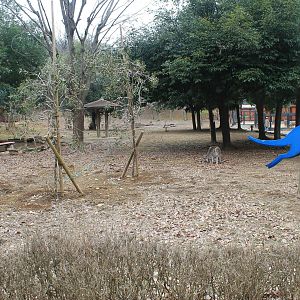 Kangaroo walk-through - Saitama Childrens Zoo