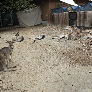 Kangaroo walk-through - Saitama Childrens Zoo