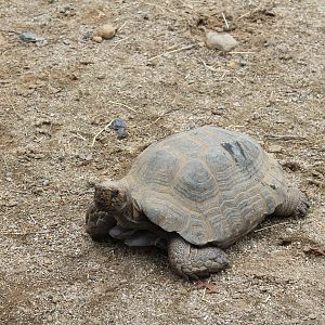 Asian Brown Tortoise - Saitama Childrens Zoo