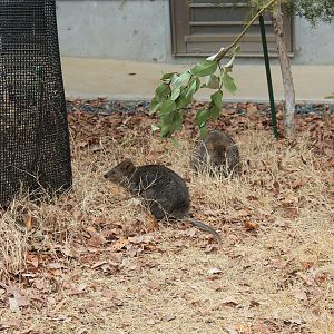 Quokka enclosure - Saitama Childrens Zoo