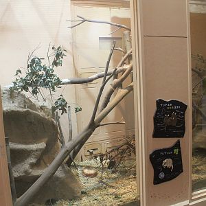 Common Degu and Three-banded Armadillo - Saitama Childrens Zoo