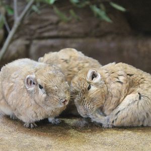 Gundis - Saitama Childrens Zoo