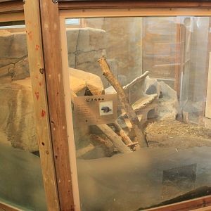Plains Viscacha enclosure - Saitama Childrens Zoo