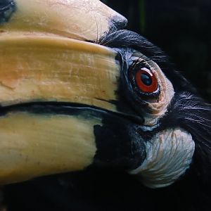 Southern Pied Hornbill (Anthracoceros albirostris convexus)