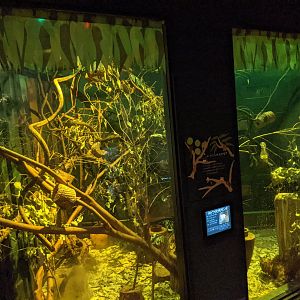 Feathertail Gliders - Saitama Children's Zoo