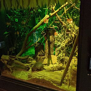 Bettong and Sugar Glider - Saitama Children's Zoo