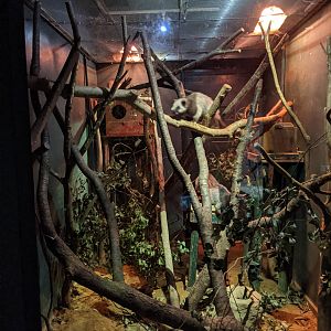 Northern Luzon Cloud Rats - Saitama Children's Zoo