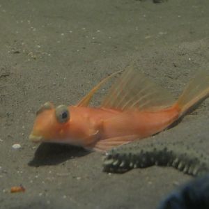 Highfin Bigeye Dragonet (Foetorepus altivelis)