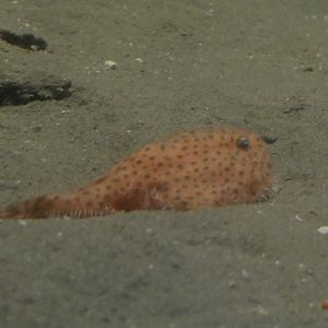 Abe's Coffinfish (Chaunax abei)