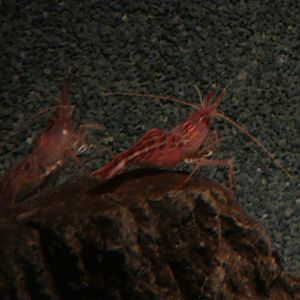 Morotoge Shrimp (Pandalopsis japonica)