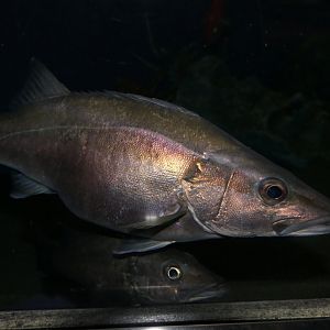 Ara (Niphon spinosus)