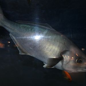 Pacific Barrelfish (Hyperoglyphe japonica)