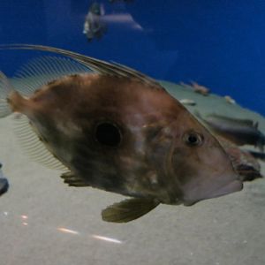 John Dory (Zeus faber)