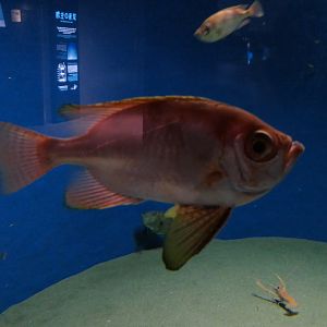 Longfinned Bullseye (Cookeolus japonicus)