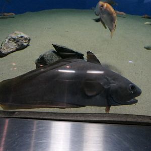 Japanese Codling (Physiculus japonicus)