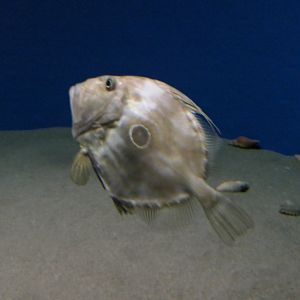 John Dory (Zeus faber