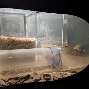 Damara Mole Rats - Saitama Children's Zoo