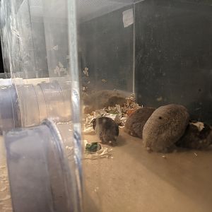 Damara Mole Rats - Saitama Children's Zoo