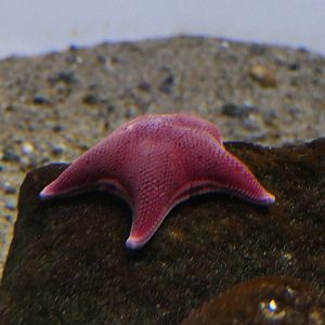 Antarctic Seastar (Odontaster validus)
