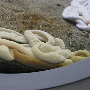 Parborlasia corrugatus