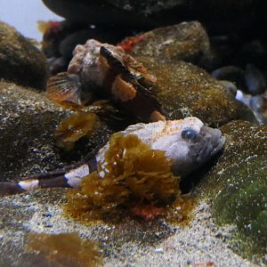Antarctic Spiny Plunderfish (Harpagifer antarcticus)
