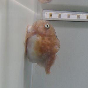 Atlantic Spiny Lumpsucker (Eumicrotremus spinosus)