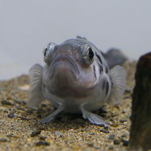 Bald Notothen (Pagothenia borchgrevinki)