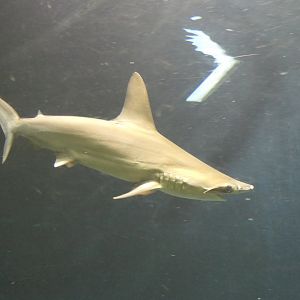 Scalloped Hammerhead (Sphyrna lewini)