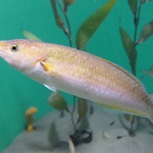 Senorita (Oxyjulis californica)