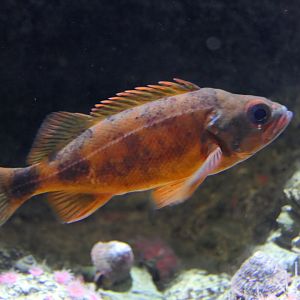 Puget Sound Rockfish (Sebastes emphaecus)