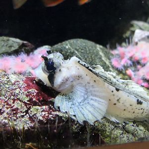 Sailfin Sculpin (Nautichthys oculofasciatus)