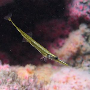 Tubesnout (Aulorhynchus flavidus)