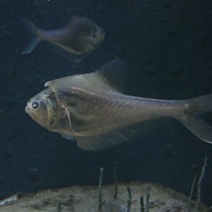 Nurseryfish (Kurtus gulliveri)