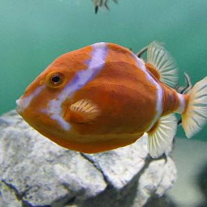 White-barred Boxfish (Anoplocapros lenticularis)